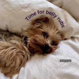 a dog laying on a bed