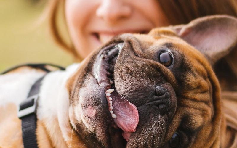 a person holding a dog
